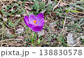 A close up shows a purple spring crocus blooming in a garden. Dry leaves surround the flower, as green groundcover fills the background. Spring brings new life to the area. 138830578