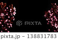 Time Lapse of flowering cherry branch on black background. Spring timelapse 138831783