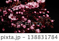 Time Lapse of flowering cherry branch on black background. Spring timelapse 138831784