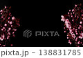 Time Lapse of flowering cherry branch on black background. Spring timelapse 138831785