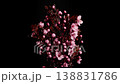Time Lapse of flowering cherry branch on black background. Spring timelapse 138831786