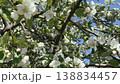 Apple blossom in early spring. There are a lot of white apple blossoms against the blue sky. 138834457