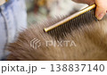 Process of brushing natural animal wool with special metal comb in workshop. Thick fluffy fur fibers are carefully detangled and aligned during manual preparation of material for garment production. 138837140