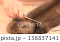 Close up of comb brushing fur on workshop table during material preparation 138837141