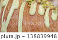 Delicious croissant with pistachio cream topping 138839948