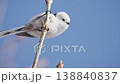 シマエナガ青空 138840837