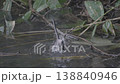シマエナガ水浴び 138840946