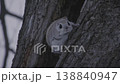 モモンガ 138840947