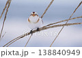 ユキホウジロ 138840949