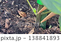 トマト苗の脇芽取り 138841893