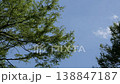 綠樹、藍天、雲朵 138847187