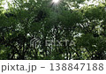 陽光透過太陽和樹木 138847188