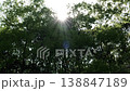陽光透過太陽和樹木 138847189