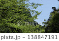 綠色樹和藍天 138847191