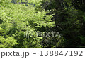 樹木搖曳，慢動作 138847192