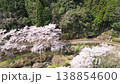Aerial footage: A drone moves horizontally along a stream flowing through a mountain valley, following a row of cherry trees in full bloom, and then ascends while moving backward in the latter half of the video. 138854600