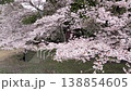 Aerial footage of a park's cherry blossom-lined street in full bloom, captured by a drone moving diagonally forward while approaching from directly beside it. 138854605
