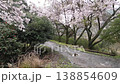 Aerial footage: A drone flies low over a cherry tree in full bloom, capturing the petals being scattered by the wind and falling onto the grass on the ground. 138854609
