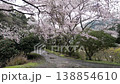 Aerial footage: A drone flies low and backward beneath a cherry tree in full bloom, capturing the scene of petals being scattered by the wind and falling onto the grass on the ground. 138854610