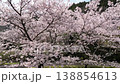 Aerial footage: A drone panning horizontally from directly beside a park nestled in the mountains, showing a row of cherry trees in full bloom. 138854613