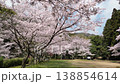 Aerial footage: A drone flying at a low altitude and moving forward beneath a row of cherry trees in full bloom in a park nestled in the mountains. 138854614