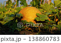 A large ripe pumpkin lies in the garden among the green Leaves 138860783