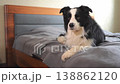 Cute puppy dog border collie lying down playing with funny face on bed at home indoors. Pet dog resting ready to sleep on cozy sofa. Funny emotional dog Love for pets friendship companion pet care 138862120