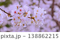 A close-up of cherry blossoms in full bloom with a soft bokeh effect. 138862215