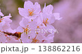 A close-up of cherry blossoms in full bloom with a soft bokeh effect. 138862216
