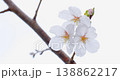A close-up of cherry blossoms against a white background. 138862217