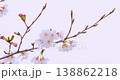A close-up of cherry blossoms against a white background. 138862218