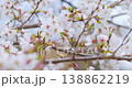 Cherry blossom buds and fully bloomed Somei Yoshino cherry trees, signaling the arrival of spring. 138862219