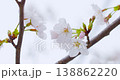 A close-up of cherry blossoms against a white background. 138862220