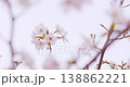 A close-up of cherry blossoms against a white background. 138862221