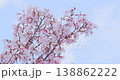 The contrast between the fully bloomed cherry blossoms and their red petals against the pale blue sky. 138862222