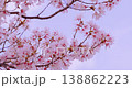The contrast between the fully bloomed cherry blossoms and their red petals against the pale blue sky. 138862223