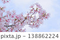 The contrast between the fully bloomed cherry blossoms and their red petals against the pale blue sky. 138862224