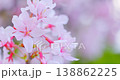 A close-up of cherry blossoms in full bloom with a soft bokeh effect. 138862225