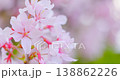 A close-up of cherry blossoms in full bloom with a soft bokeh effect. 138862226