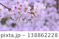 A close-up of cherry blossoms in full bloom with a soft bokeh effect. 138862228