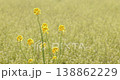 Bright yellow flowers blooming in a field of rapeseed blossoms and a spring landscape. 138862229