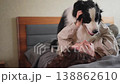 Smiling woman playing with cute puppy dog border collie on bed at home indoor. Owner girl stroking holding dog friend sitting on sofa in living room. Love for pets friendship support team concept 138862610