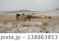 Majestic horses graze in a picturesque snow-covered field, their warm breath visible in the cold winter air. Serene landscape creates a beautiful contrast, capturing the tranquility of nature. 138863853