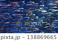 イワシの魚群 138869665