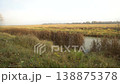 A gravel road leading to an open field surrounded by trees. Cloudy, grass brown. 138875378