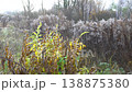 Frost covers various plants and grass in a field during the early morning. The sun rises, illuminating the landscape with a soft light. Different plants show signs of the cold weather 138875380