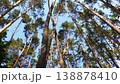 Round panorama of pine treetops against a blue sky, accompanied by the original sound of a city park 4K video 138878410
