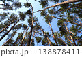 Panoramic 4K video of the trunks and tops of trees in a pine forest on a cloudless summer day 138878411