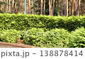 A lush thuja hedge near the entrance to the city botanical garden. Panoramic video of the green park in 4K resolution 138878414