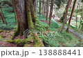 Ancient Sacred Tree in Alishan Forest Taiwan Towering Giant Cedar 138888441